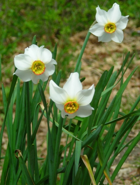 Flora dell''Oasi LIPU Casacalenda (CB) SIC IT7222250